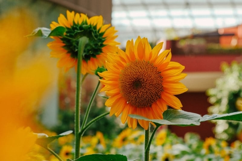 Flower Dome